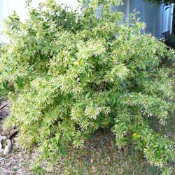 Jasmine, Night Blooming